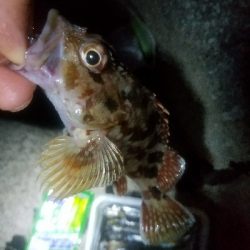 あなご釣り ~トツカは居ず~