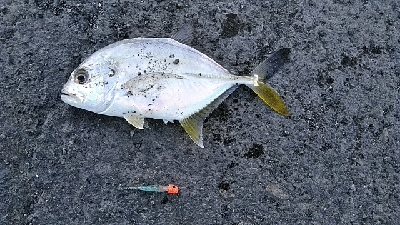 メッキ釣れました