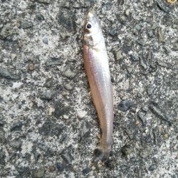 キス釣り　～まだまだ釣れそうだな～