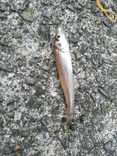 キス釣り　～まだまだ釣れそうだな～