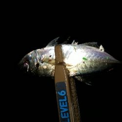 仕事を終えて、アジングを堪能