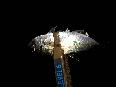 仕事を終えて、アジングを堪能