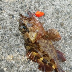 ガシラ釣り　～穴を見つけたらポコポコ～