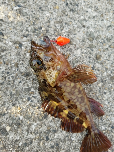 ガシラ釣り　～穴を見つけたらポコポコ～