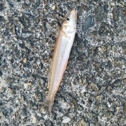 キス釣り　～チョット厳しくなってきた？～