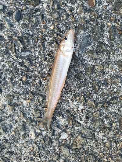 キス釣り　～チョット厳しくなってきた？～