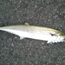 ライトジギング