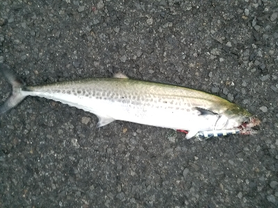 ライトジギング