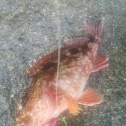 ガシラ釣り　～自作ブラクリ使ってみた～