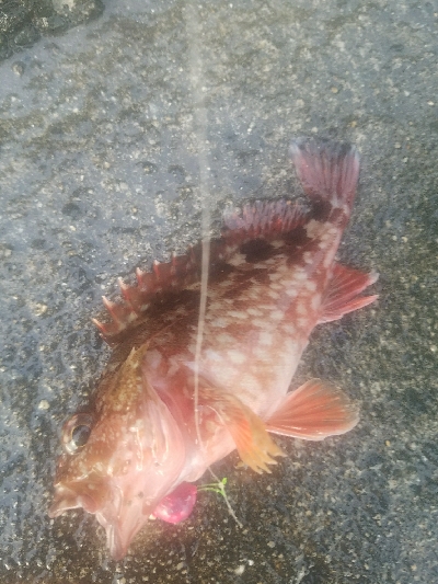 ガシラ釣り　～自作ブラクリ使ってみた～