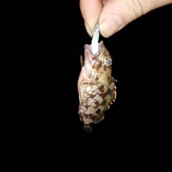 平成最後の釣り