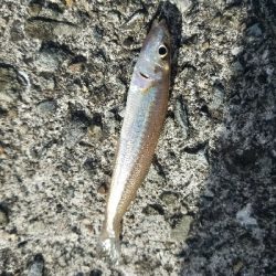 キス釣り ~まだ釣れます!~