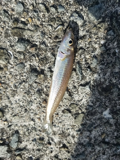 キス釣り ~まだ釣れます!~