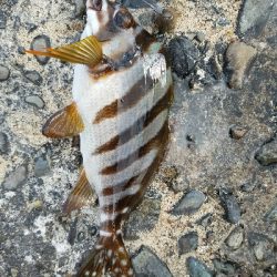 グレ釣り ~グレ、31センチ!~