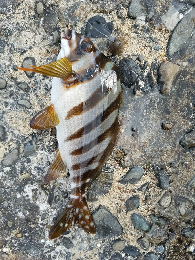 グレ釣り ~グレ、31センチ!~