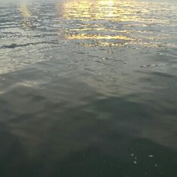 太刀魚シーズン終了戦