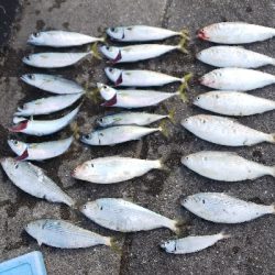 今日は初コノシロフィッシュ