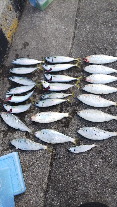 今日は初コノシロフィッシュ