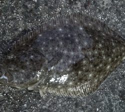 ランガン釣り納め