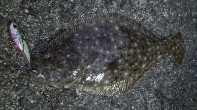 ランガン釣り納め