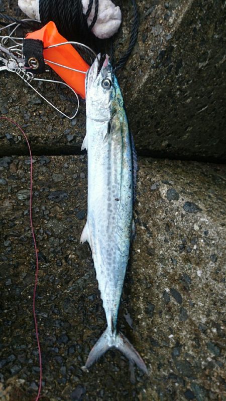 今日もお休みーだっ