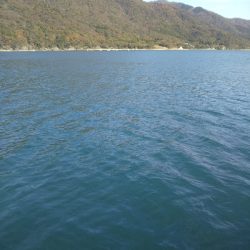 サゴシカッターの嵐