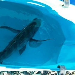 照ヶ崎で渚釣り