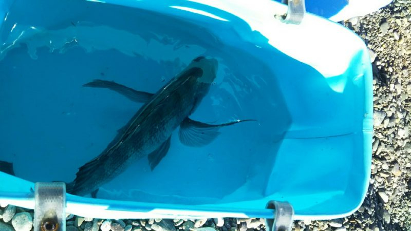 照ヶ崎で渚釣り