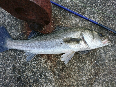 浮きよ入れ！(今年最後ののませ釣り)