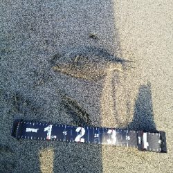 ダイソーメタルジグでソゲゲット