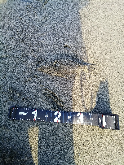 ダイソーメタルジグでソゲゲット