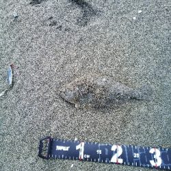 ソゲゲット＿ダイソージグ