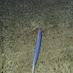 釣り部  釣行記  26