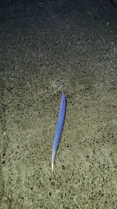 釣り部  釣行記  26