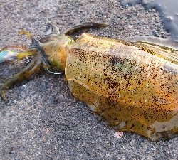 師走ですが天気も