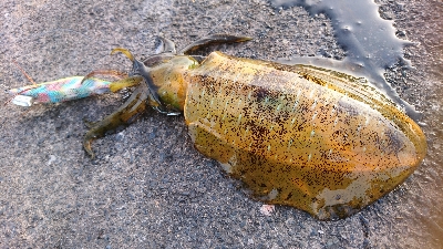 師走ですが天気も