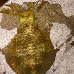 今季  最終釣行