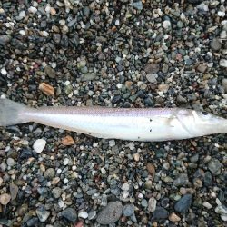 花海道サーフにて