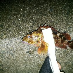 ガシラばっかり