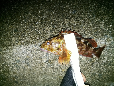 ガシラばっかり