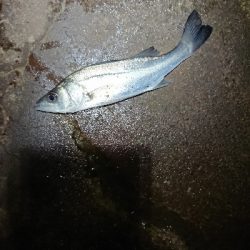 なめろうが食べたい