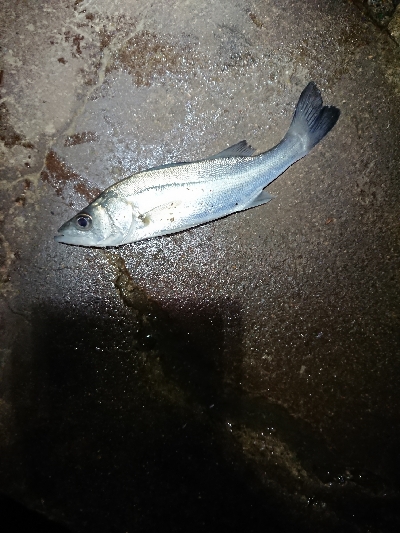 なめろうが食べたい