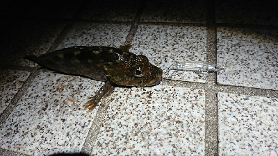 メバリング！寒い！