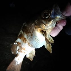 小島養漁場にて