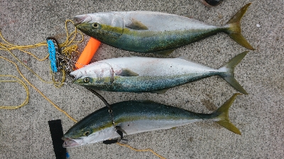 今年中最後で最高のショアジギ