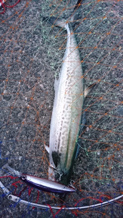 まだまだ行けるのか