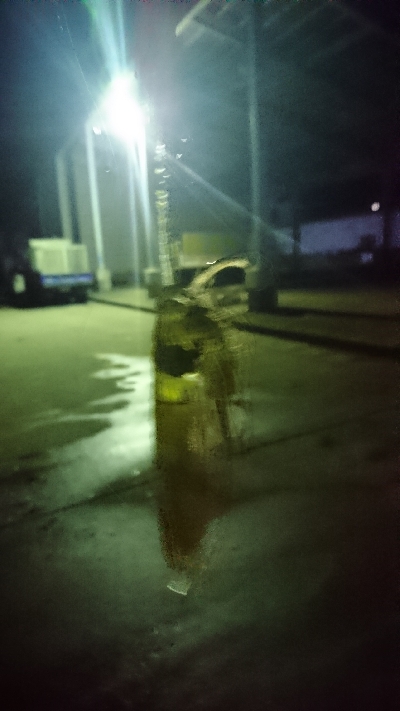 まだヒイカ釣れてました