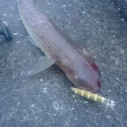 野見漁港 ショアジギング