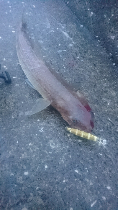 野見漁港 ショアジギング