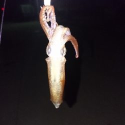 まだ釣れ釣れる